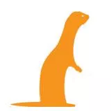 ferret