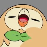 木木枭