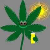 weed