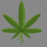 Weed Leaf