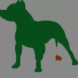 green dog